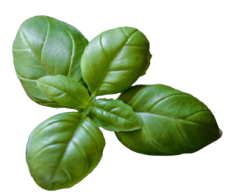 金新鮮無毒白蝦