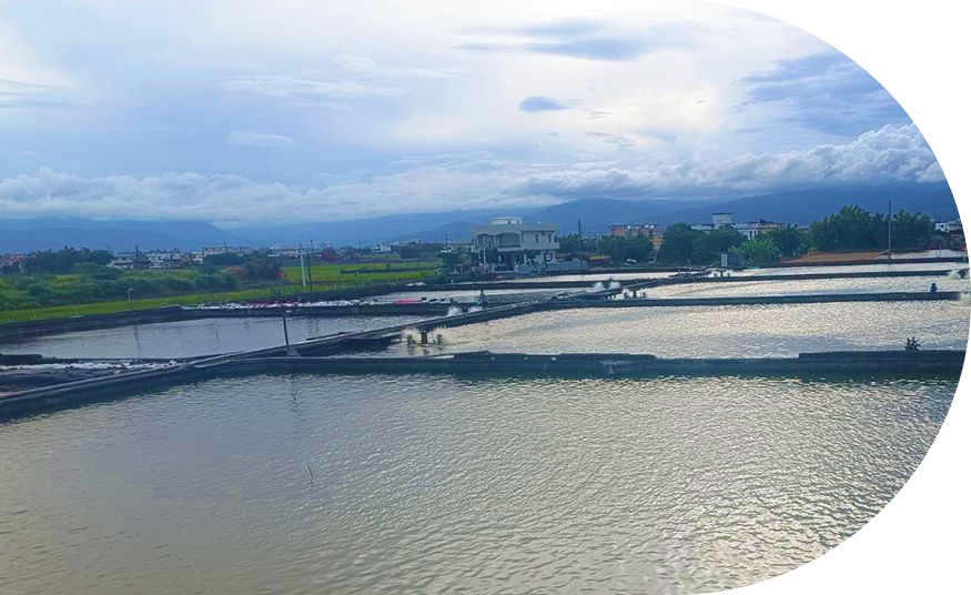 金新鮮無毒白蝦