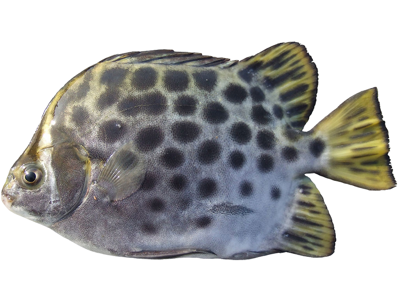 金新鮮無毒白蝦