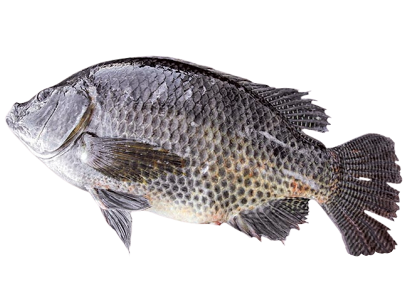 金新鮮無毒白蝦