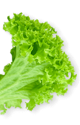 金新鮮無毒白蝦