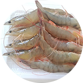 金新鮮無毒白蝦