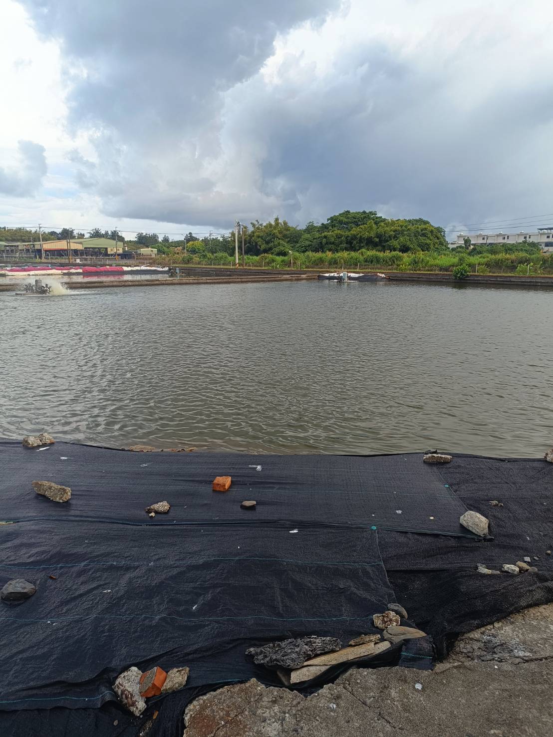 金新鮮無毒白蝦