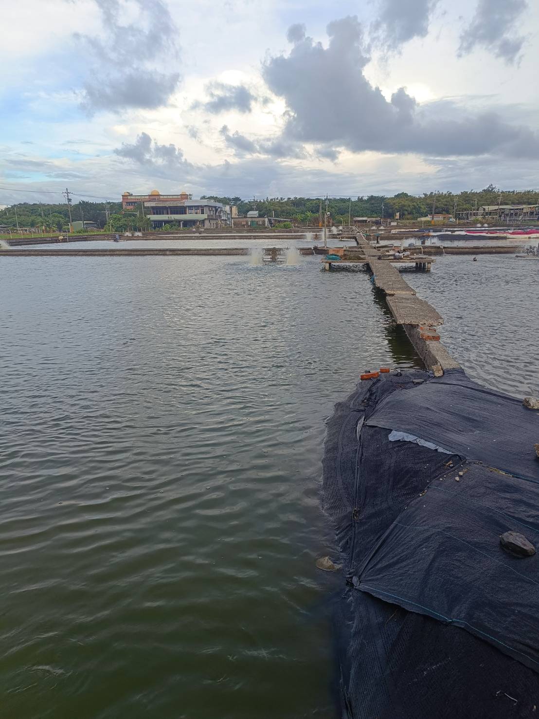 金新鮮無毒白蝦